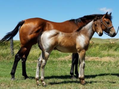 West Texas Spring <BR>AQHA 5752531